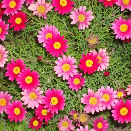 Casa Luana - 게스트하우스 사그레스